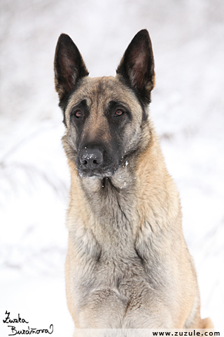 Malinois