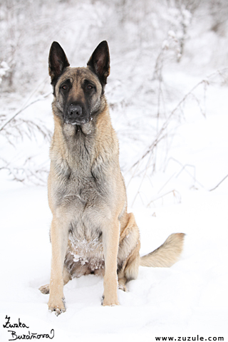 Malinois