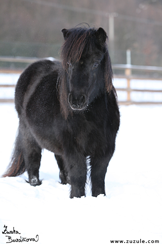 ern shetland pony