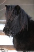 ern shetland pony