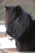 ern shetland pony