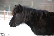 ern shetland pony