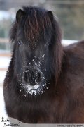 ern shetland pony