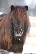 ern shetland pony