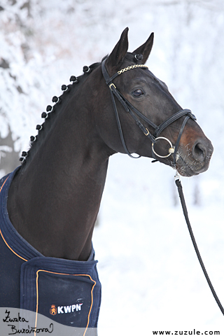 Hebec Sir Tapio