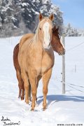 Quarter horse