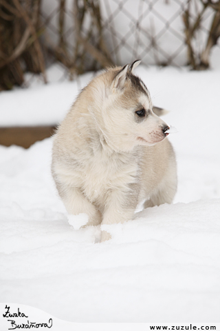 tn  husky