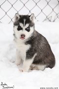 tn  husky