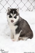 tn  husky