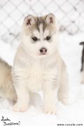 tn  husky