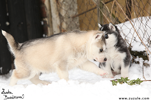 tn  husky