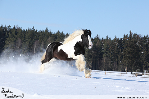 Hebec Machoo