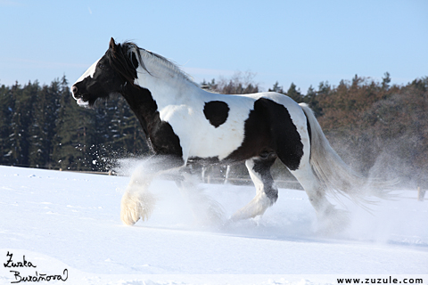 Hebec Machoo