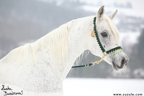 Al Qurquf Arabians nor 2010