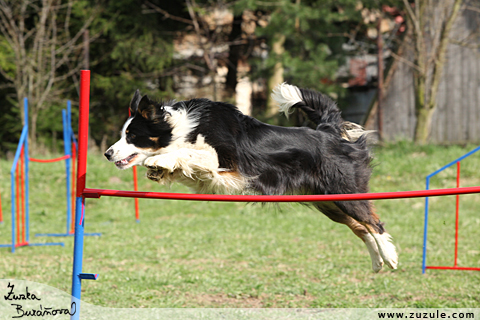 Border kolie - agility