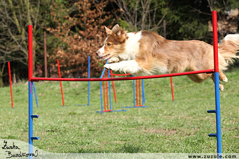 Border kolie - agility