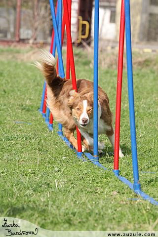 Border kolie - agility