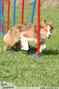 Border kolie - agility