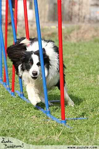 Border kolie - agility