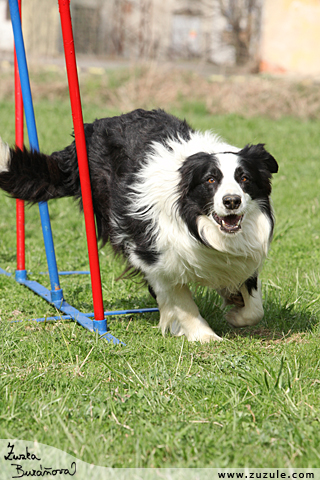 Border kolie - agility