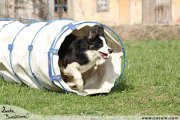 Border kolie - agility