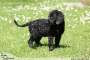 Flat Coated retriever