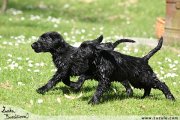 Flat Coated retriever