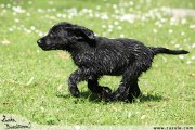 Flat Coated retriever