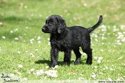 Flat Coated retriever