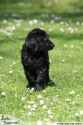 Flat Coated retriever