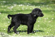 Flat Coated retriever