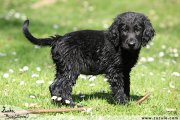 Flat Coated retriever