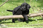 Flat Coated retriever