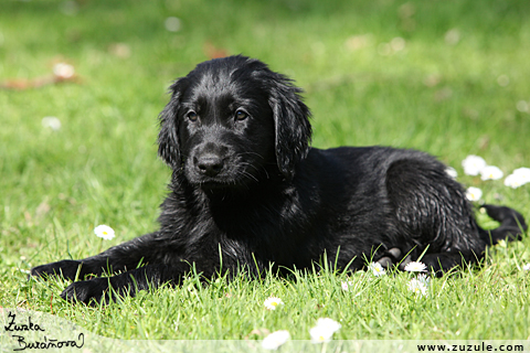 Flat Coated retriever