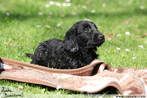 Flat Coated retriever