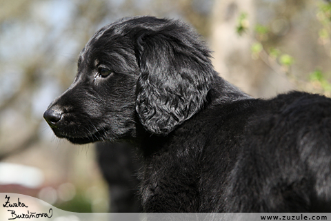 Flat Coated retriever