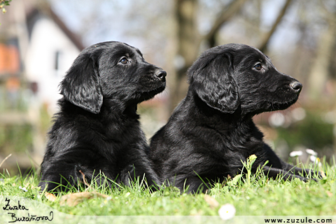 Flat Coated retriever