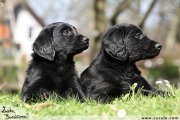 Flat Coated retriever