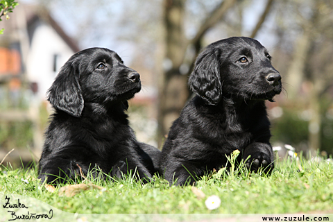 Flat Coated retriever