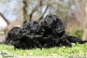 Flat Coated retriever