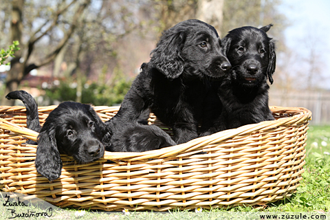 Flat Coated retriever