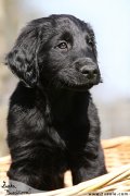 Flat Coated retriever