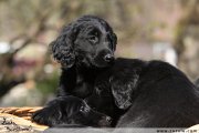 Flat Coated retriever