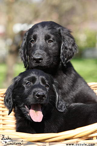 Flat Coated retriever