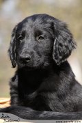 Flat Coated retriever