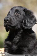 Flat Coated retriever