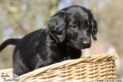 Flat Coated retriever