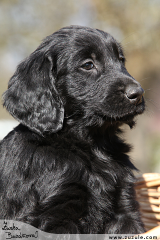 Flat Coated retriever