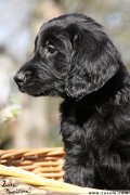 Flat Coated retriever