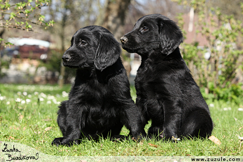 Flat Coated retriever